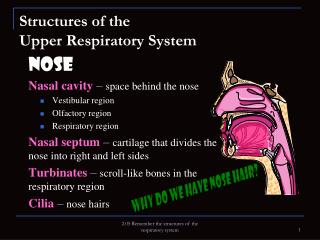 Structures of the Upper Respiratory System