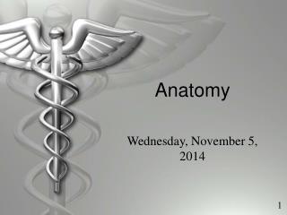 Anatomy