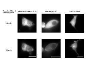 FKBP-CFP-PlP5K
