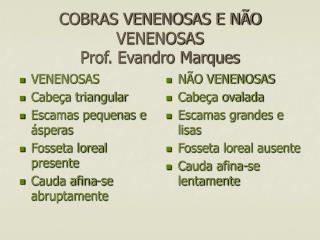 COBRAS VENENOSAS E NÃO VENENOSAS Prof. Evandro Marques