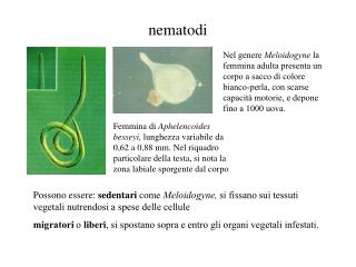 nematodi