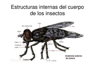 Estructuras internas del cuerpo de los insectos