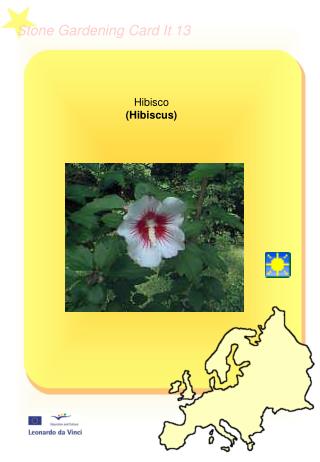 Hibisco (Hibiscus)