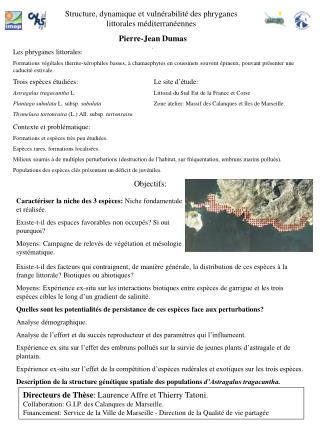 Les phryganes littorales: