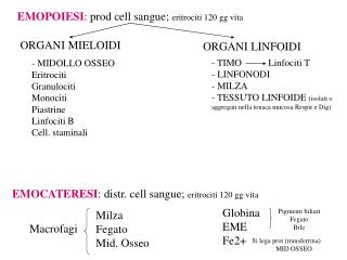 EMOPOIESI : prod cell sangue; eritrociti 120 gg vita