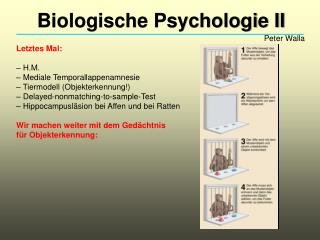 Biologische Psychologie II