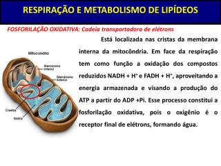 RESPIRAÇÃO E METABOLISMO DE LIPÍDEOS