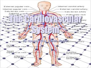 The Cardiovascular System