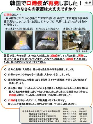 韓国で 口蹄疫 が 再発 しました！ みなさんの家畜は大丈夫ですか？