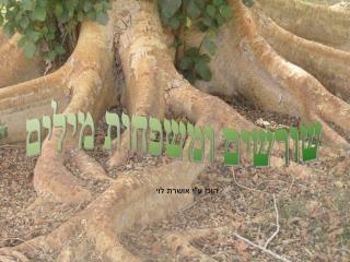 שורשים ומשפחות מילים