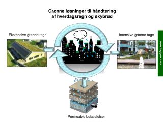 Ekstensive grønne tage