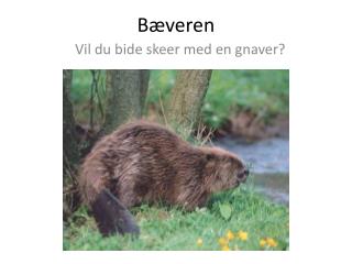 Bæveren