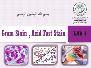 Gram Stain