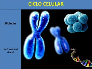 Biologia Prof. Marcos Areal