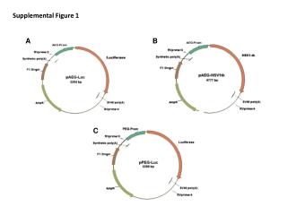 Supplemental Figure 1