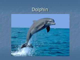 Dolphin