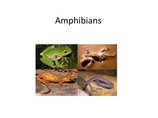 Amphibians