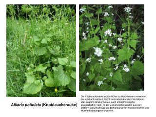 Alliaria petiolata (Knoblauchsrauke)