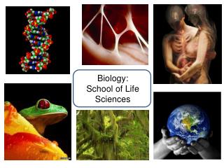 Biology: School of Life Sciences