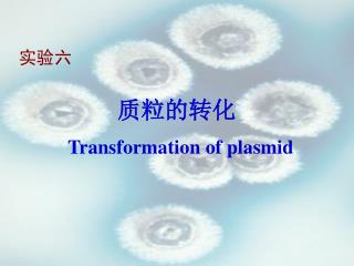 质粒的转化 Transformation of plasmid