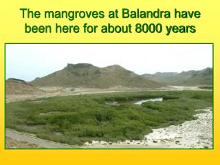 The mangroves at Balandra have been here for about 8000 years