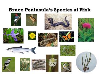 Bruce Peninsula’s Species at Risk