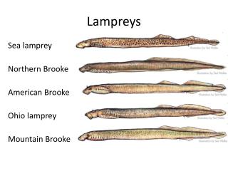 Lampreys