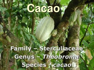 Cacao