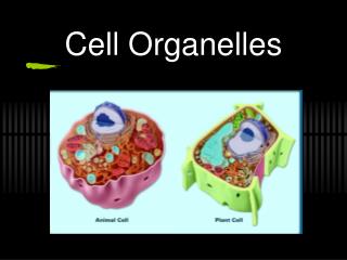 Cell Organelles