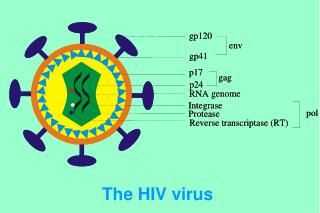 The HIV virus