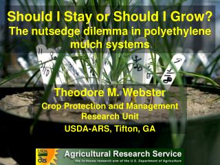 Should I Stay or Should I Grow? The nutsedge dilemma in polyethylene mulch systems