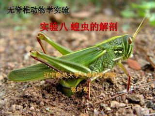 实验八 蝗虫的解剖