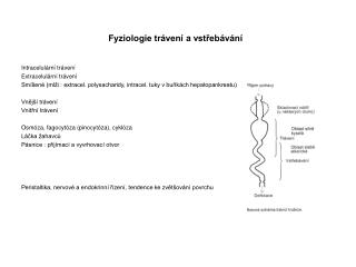 Fyziologie trávení a vstřebávání