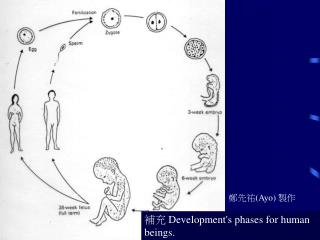 補充 Development's phases for human beings.