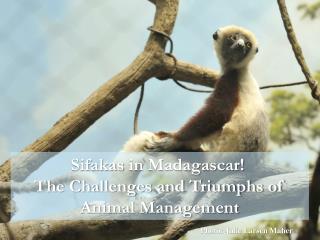 Sifakas in Madagascar!  The Challenges and Triumphs of Animal Management