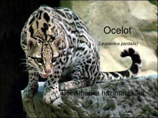 Ocelot (Leopardus pardalis)