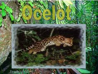 Ocelot