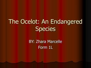 The Ocelot: An Endangered Species