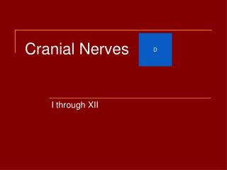 Cranial Nerves