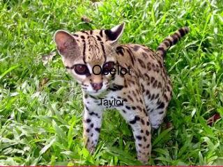 Ocelot