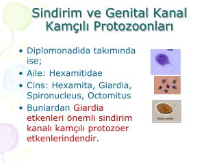 Sindirim ve Genital Kanal Kamçılı Protozoonları