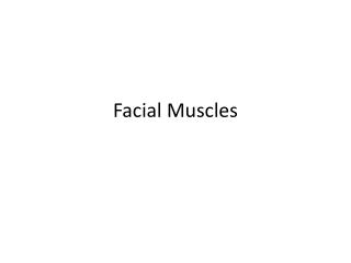 Facial Muscles