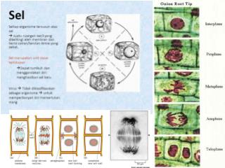 STRUKTUR SEL TUMBUHAN