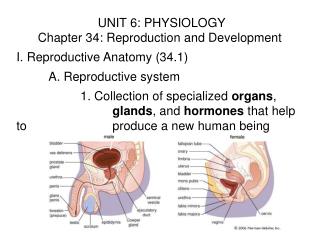 UNIT 6: PHYSIOLOGY Chapter 34: Reproduction and Development I. Reproductive Anatomy (34.1)