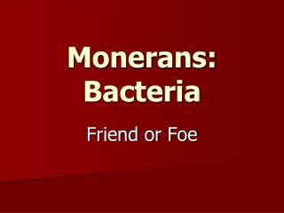 Monerans : Bacteria