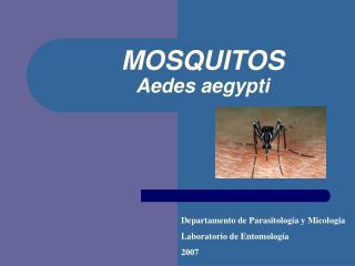 MOSQUITOS Aedes aegypti