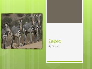 Zebra