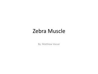 Zebra Muscle
