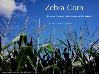 Zebra Corn