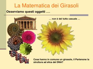 La Matematica dei Girasoli